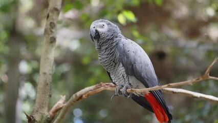 African Grey Parrot Perched In Tree