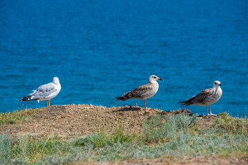 A family of three seagulls sitting on the Black Sea coast