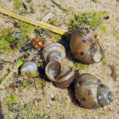 macro shot of snail shells in the sand among algae