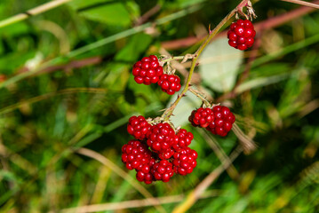 Wild blackberry grows in the Crimean forest