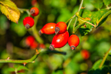 Rosehip bush with red berries