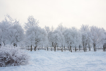 Fototapeta na wymiar Winter landscape, trees in the snow