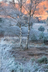 birch trees during frosty cold dawn