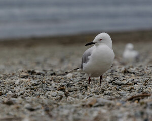 seagull on the beach