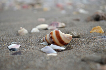 Caracol marino rayado en la playa