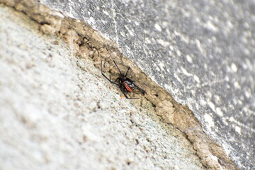 Araña capulina venenosa black widow