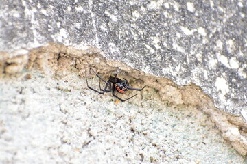 Black widow