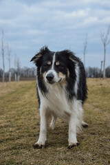 border collie is standing in the field in the nature, in mountain in czech republic. She is very happy.