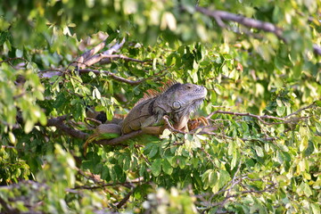 Iguana en árbol 