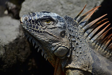 Iguana en rocas 2