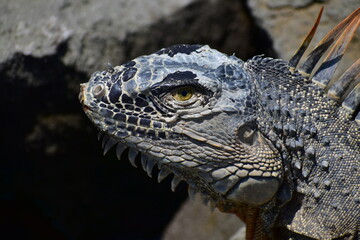 Iguana zoom