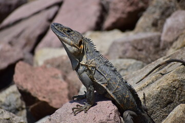 Garrobo en roca 