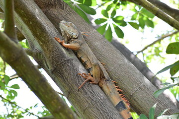 Iguana completa en árbol 