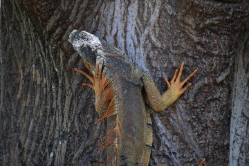 &Aacute;rbol caf&eacute; e Iguana 
