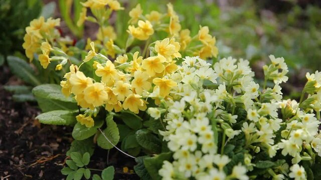 Easter concept. Primrose Primula with yellow flowers in flowerbed in spring time. Inspirational natural floral spring or summer blooming garden or park. Hello spring