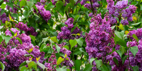 purple lilac shrub blossoms in spring. Beautiful floral nature wallpaper in the green garden