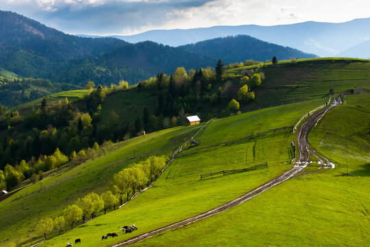 mountainous rural landscape in springtime. wooden fence along the path through rolling hills. wonderful sunny weather in the afternoon. goats grazing on the meadow. ukrainian carpathians