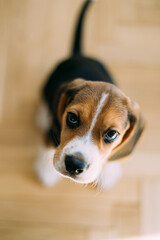 Small beagle puppy looking up. Little dog sitting and looking at the camera