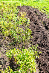 Harvesting organic potatoes at the vegetable garden in sunny day