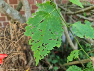 folha verde, lagarta, doente