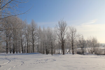 winter landscape with trees frosty sunny weather 