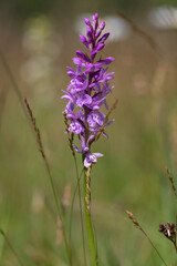 Dactylorhiza fuchsii common spotted orchid flowers in bloom, beautiful purple white wild flowering plants on highlands meadow