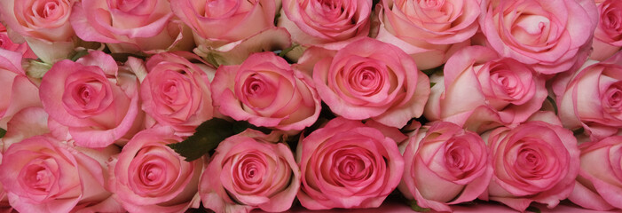 beautiful bouquet of pink roses on pink background. Mother's day, Valentines Day, 8 march. Birthday celebration concept. Greeting card. Copy space, top view