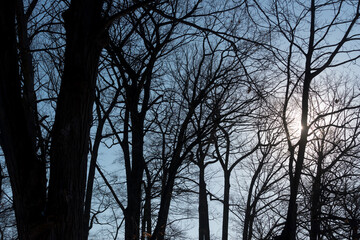 silhouette of trees (with sun hiding behind a trunk)