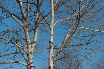Obraz premium denuded poplar tree in the sky - winter