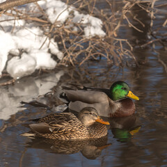 duck in the pond in winter