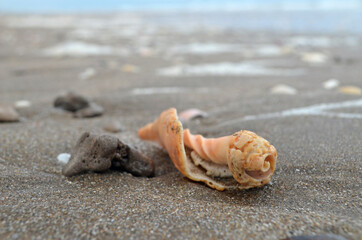 Detalle de la erosión de un caracol en la playa