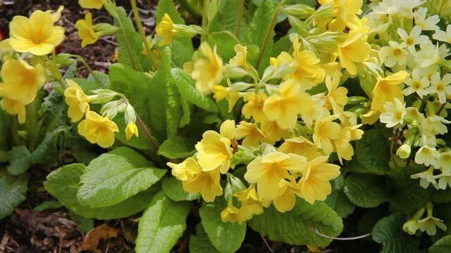 Easter concept. Primrose Primula with yellow flowers in flowerbed in spring time. Inspirational natural floral spring or summer blooming garden or park. Hello spring