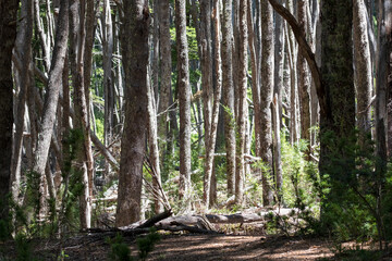 Obraz premium Trees in the woods 