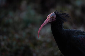 portrait of a Northern Bald Ibis bird
