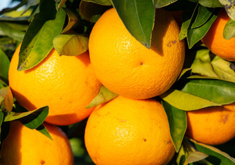 Ripe organic oranges on the tree in closeup