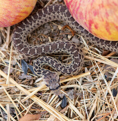 Young Pacific Gopher Snake coiled up in dry grass in apple orchard, hunting and puffing its cheeks out to look intimidating