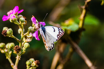 butterfly on a flower close up