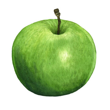 Juicy green apple. Hand-drawn watercolor illustration on a white background. Picture for grocery design.