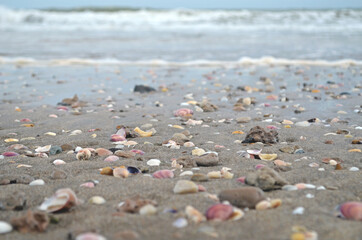 Miles de caracolas marinas en la playa y las olas del mar de fondo.