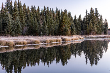 Frosty Trees Reflecting In Creek