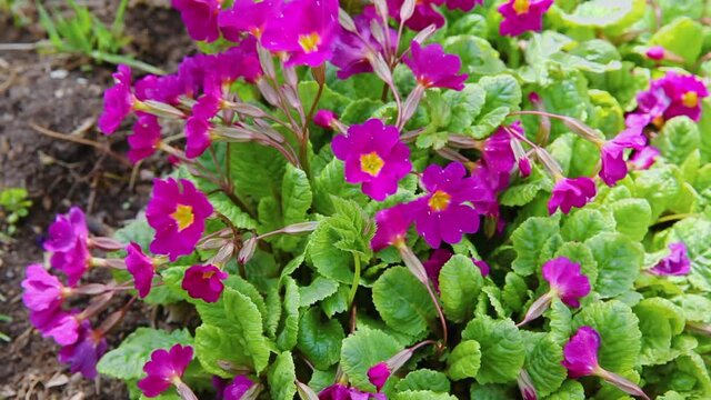Easter concept. Primrose Primula with pink purple flowers in flowerbed in spring time. Inspirational natural floral spring or summer blooming garden or park. Hello spring