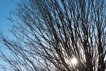 silhouette of a tree with sunset