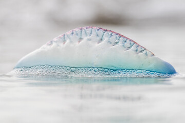 Portuguese man o' war