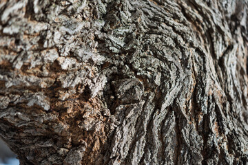 bark of a tree