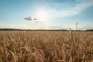 Yellow field and hills with blue sky.