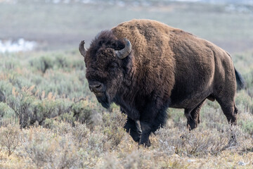 American Bison © matthew