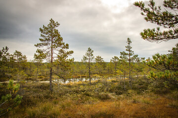 wetlands, viru bog, estonia, lahemaa national park, baltics, baltic countries, europe