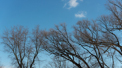 trees and sky in winter