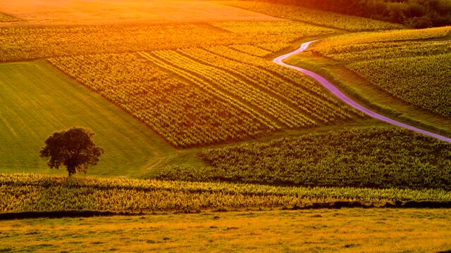 Vineyards landscape in sunset light, Jura wine region, Bourgogne-Franche-Comte in eastern France. View from viewpoint Belvedere du vignoble in Pupillin.