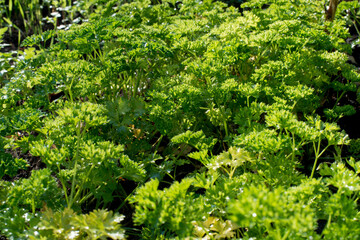 Fototapeta premium curly parsley in the garden on a sunny day is a special kind of fragrant seasoning, bright green background